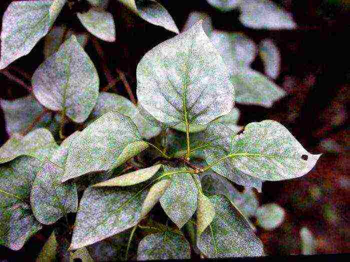 lilac planting and care in the open field for beginners