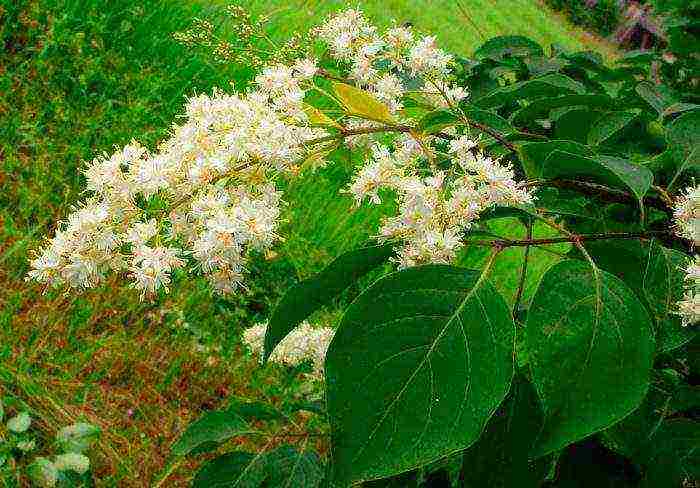 lilac planting and care in the open field for beginners