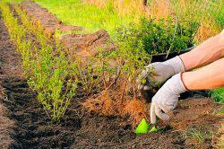 lilac planting and care in the open field for beginners