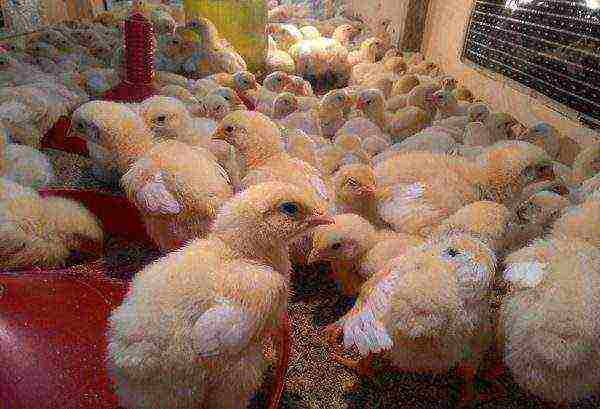 how many broilers to grow at home