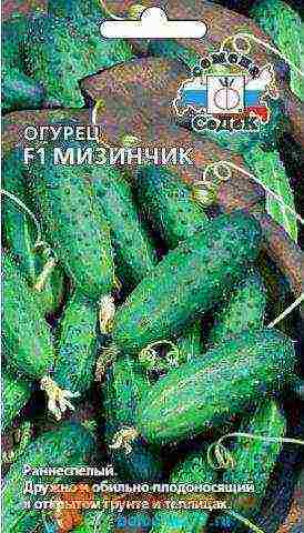 see the best varieties of cucumbers