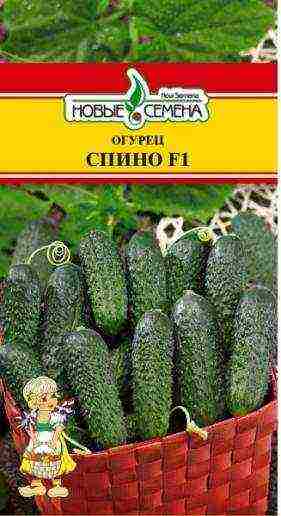 see the best varieties of cucumbers