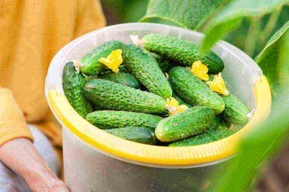 see the best varieties of cucumbers