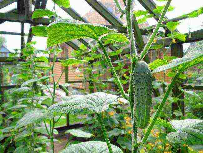 see the best varieties of cucumbers