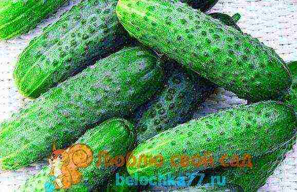 see the best varieties of cucumbers