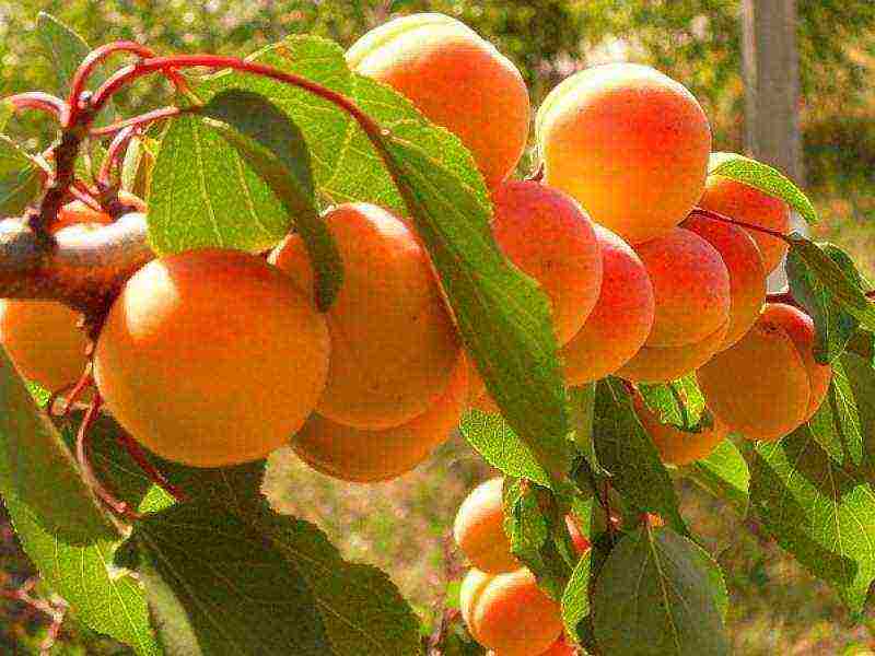 apricot variety best Michurin