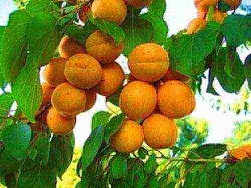 apricot variety best Michurin