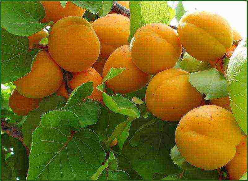 apricot variety best Michurin