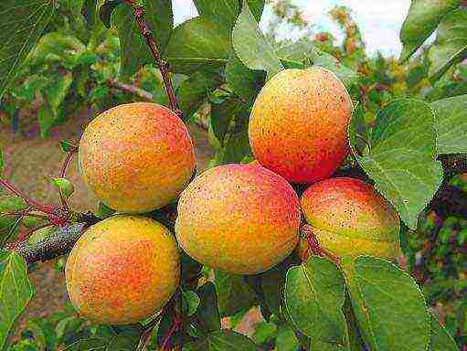 apricot variety best Michurin