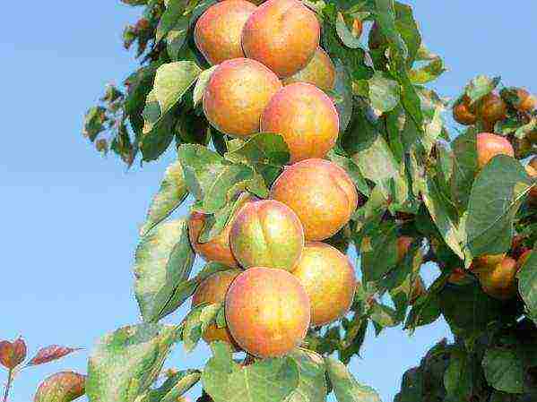 apricot variety best Michurin