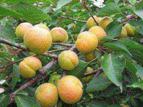 apricot variety best Michurin