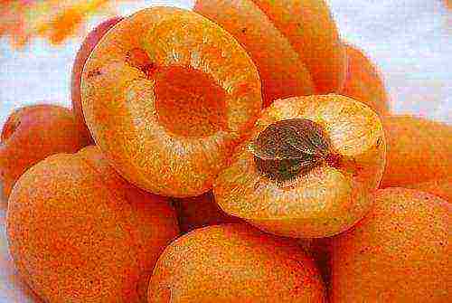 apricot variety best Michurin