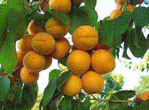 apricot variety best Michurin