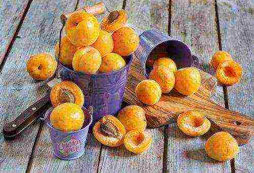 apricot variety best Michurin