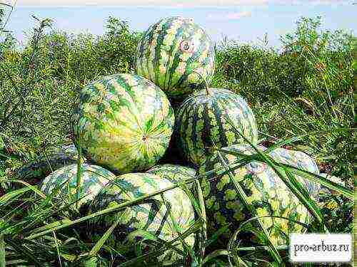 varieties of watermelons grown in the Astrakhan region