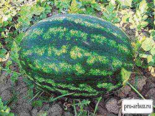 varieties of watermelons grown in the Astrakhan region