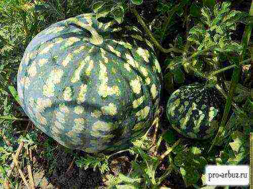 varieties of watermelons grown in the Astrakhan region