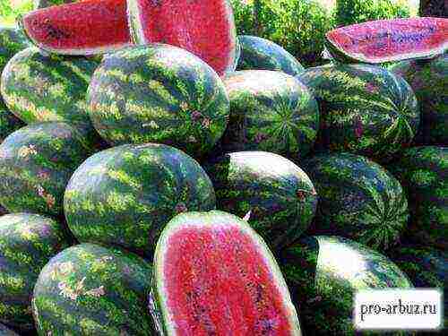 varieties of watermelons grown in the Astrakhan region