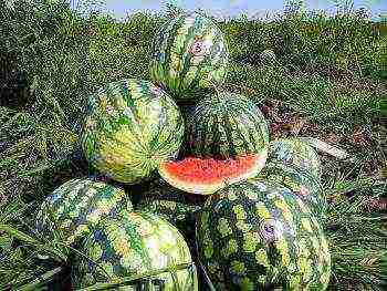 varieties of watermelons grown in the Astrakhan region