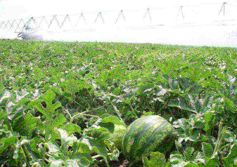 varieties of watermelons grown in the Astrakhan region