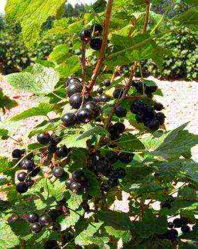 black currant varieties grown in Belarus