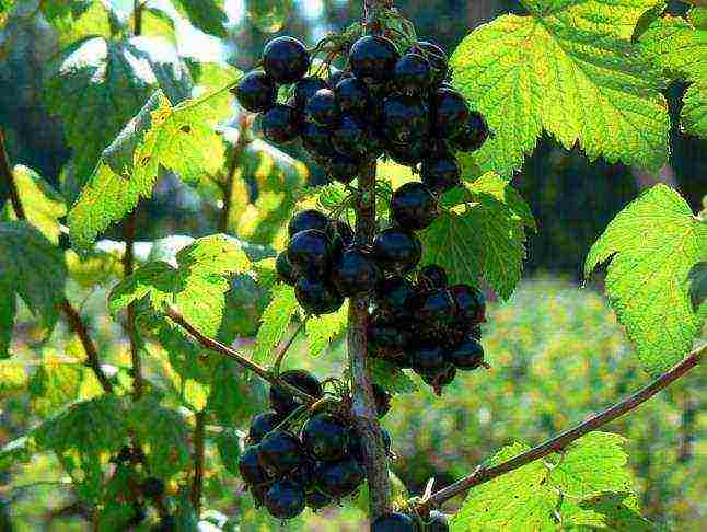 black currant varieties grown in Belarus