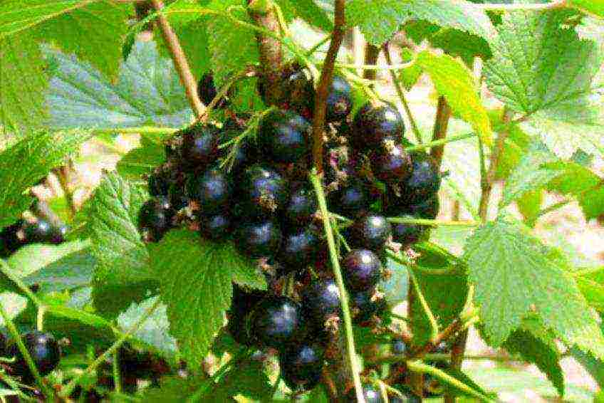 black currant varieties grown in Belarus