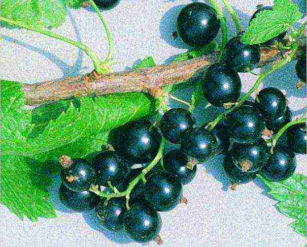 black currant varieties grown in Belarus