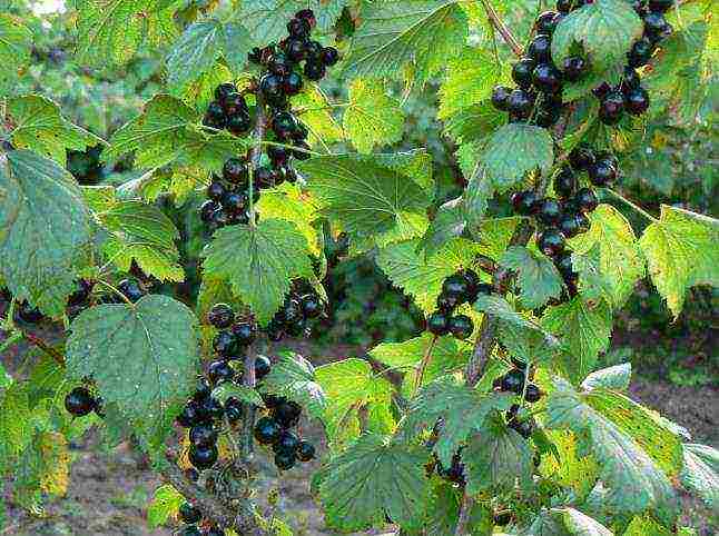 black currant varieties grown in Belarus