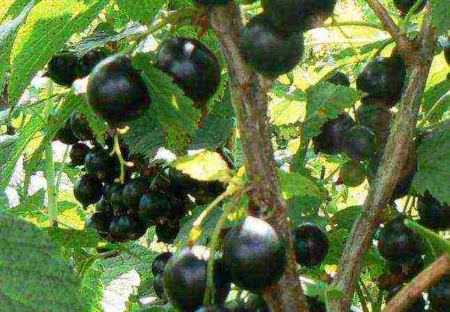 black currant varieties grown in Belarus