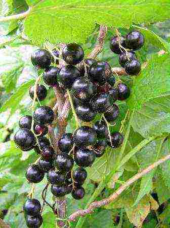 black currant varieties grown in Belarus