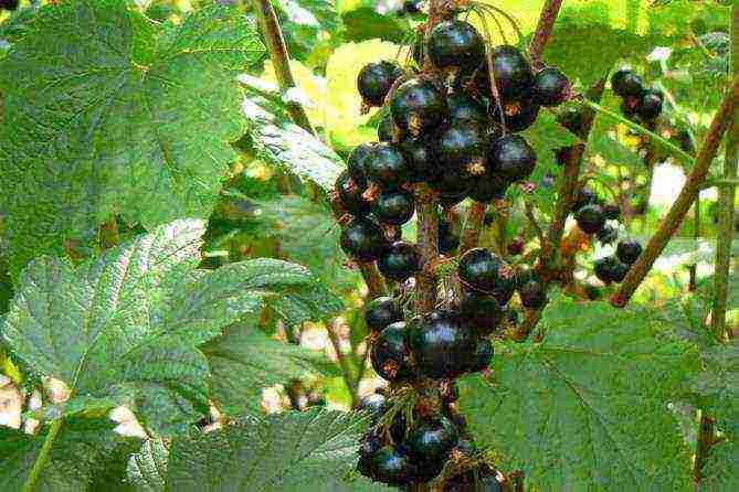 black currant varieties grown in Belarus