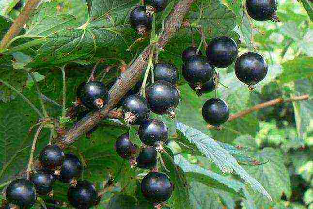 black currant varieties grown in Belarus