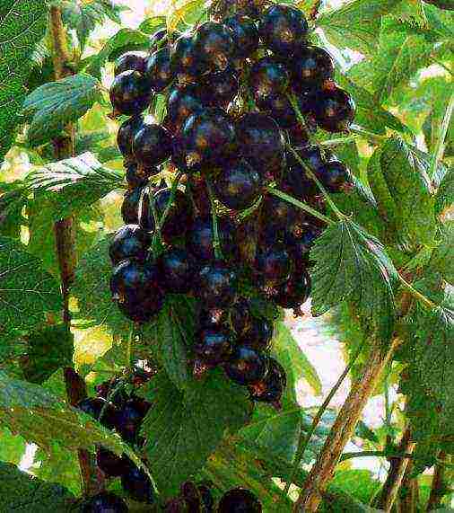 black currant varieties grown in Belarus