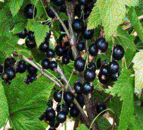 black currant varieties grown in Belarus