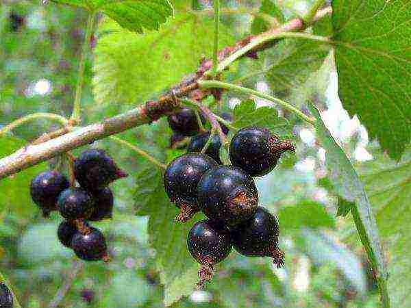 black currant varieties grown in Belarus