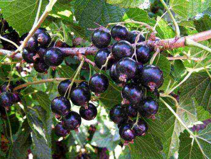 black currant varieties grown in Belarus