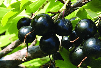 black currant varieties grown in Belarus