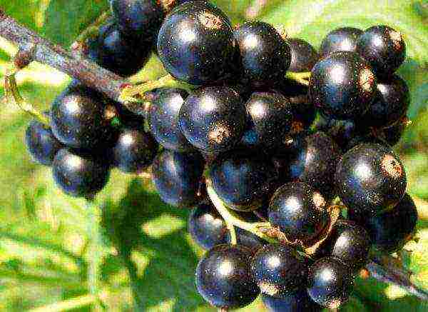 black currant varieties grown in Belarus