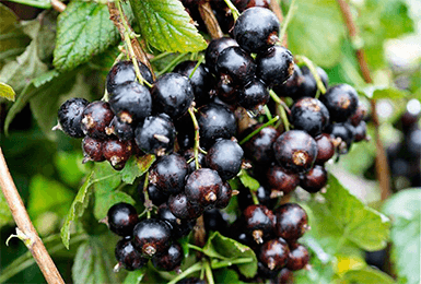 black currant varieties grown in Belarus