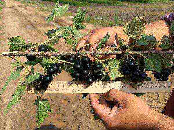 black currant varieties grown in Belarus