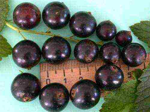 black currant varieties grown in Belarus