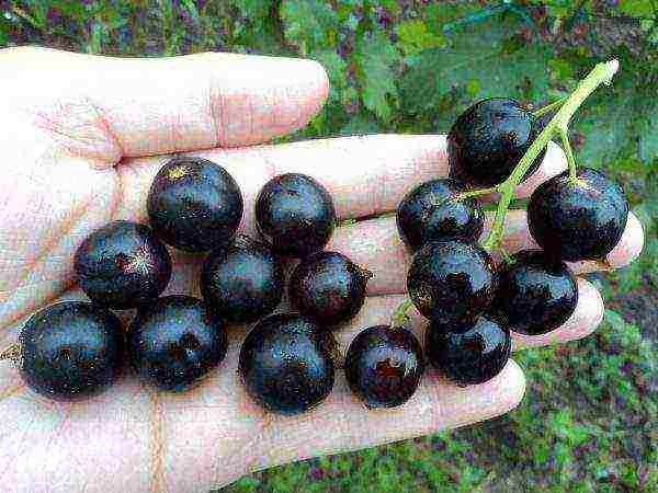 black currant varieties grown in Belarus