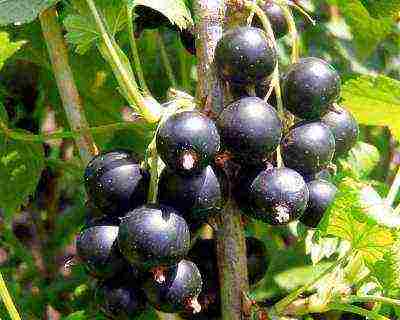 black currant varieties grown in Belarus