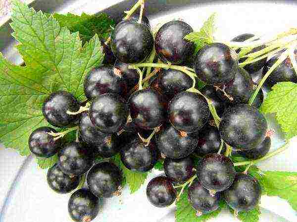 black currant varieties grown in Belarus