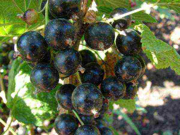 black currant varieties grown in Belarus