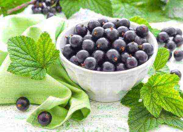 black currant varieties grown in Belarus