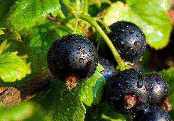 black currant varieties grown in Belarus