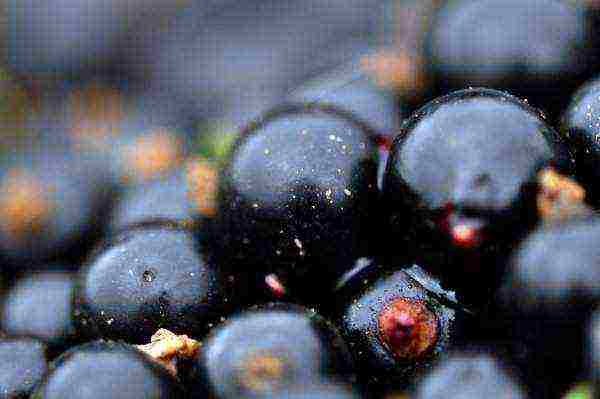 black currant varieties grown in Belarus