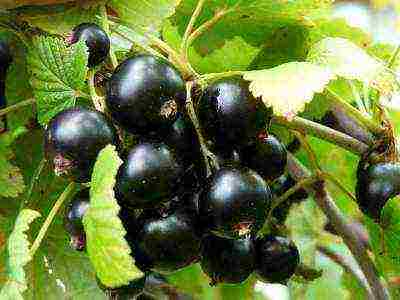 black currant varieties grown in Belarus